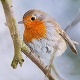 European Robin Bird Morning Song