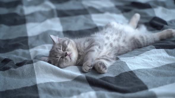 Small Purebred Scottish Straigth Kitten Lies on Back on Plaid Blanket on Tbed and Sleeps Cute