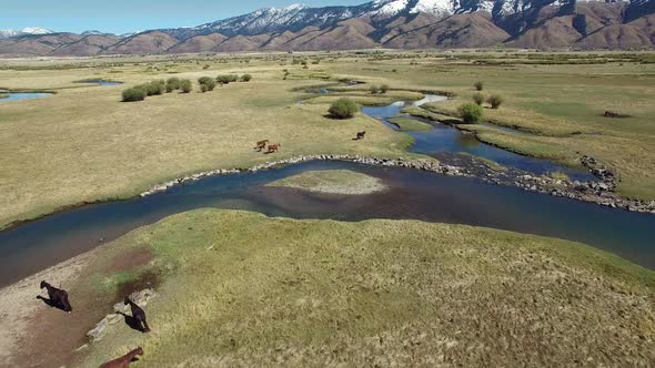 Aerial drone view of horses