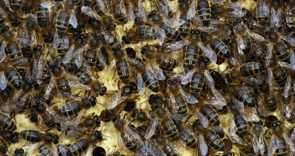 |European Honey Bee, apis mellifera, black bees on a brood frame, Queen in the middle