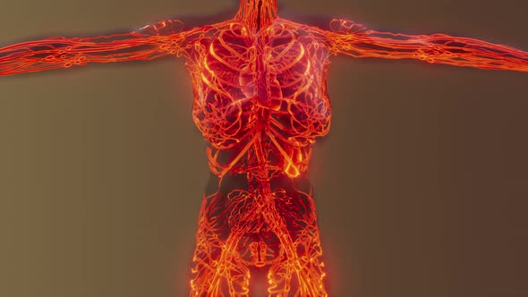 Analysis of Human Blood Vessels Anatomy Scan