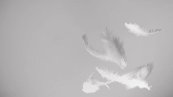 Feathers Falling Down on White Background