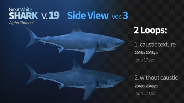 Shark 19 Side View