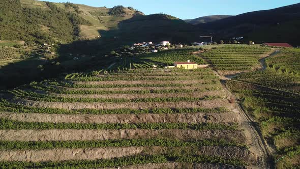 Aerial view of a vineyard full of terraces and rows of vines on a hill in the Douro Valley. Aerial,