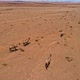 Group of Camels in the Mongolia Desert - VideoHive Item for Sale