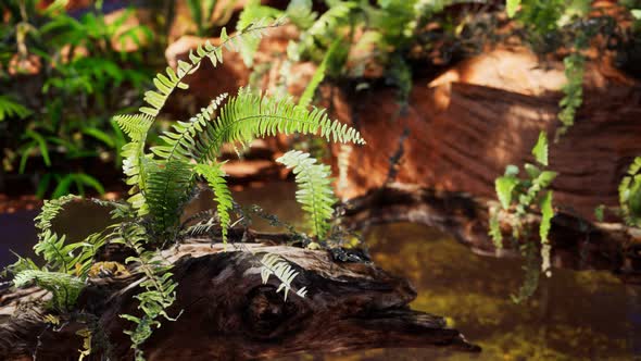 Tropical Golden Pond with Rocks and Green Plants