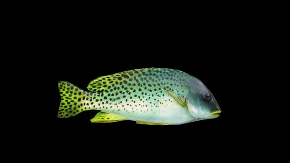 Black Spotted Grunt Fish alt