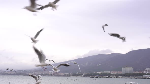 Seagulls and Seabirds Fly in the Sky Above the Seashore