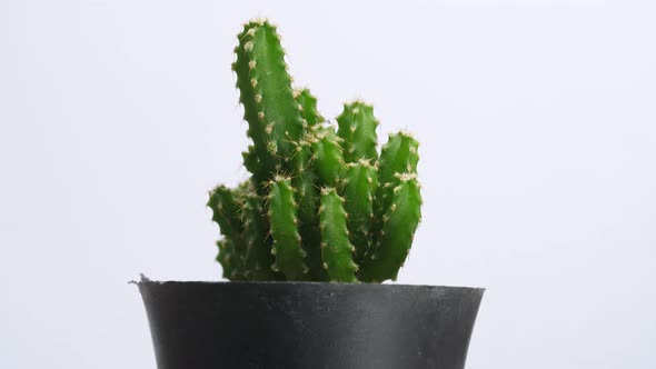 Close Up Of Fairy Castle Cactus Plant Revolving Around Itself On The White Screen Background