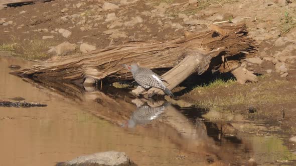 Two Northern Flickers Looking Around and Drinking From a Lake