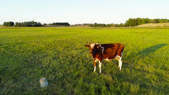 Drone footage of cow standing in the fields