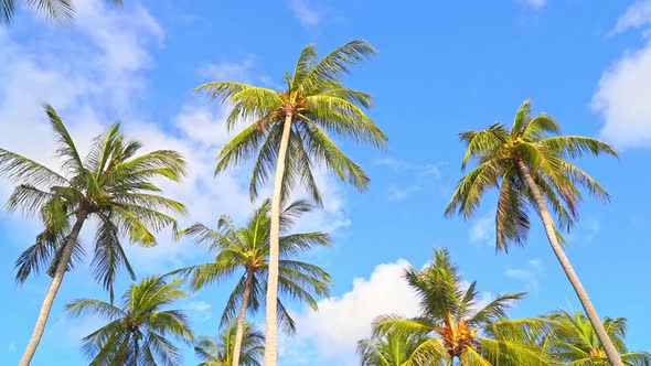 Beautiful coconut palm tree on blue sky background