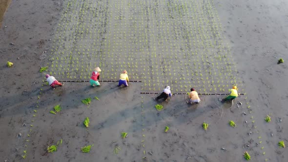 Aerial Planting Rice