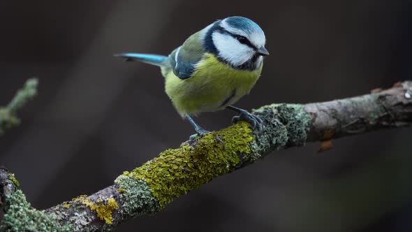 Great Tit on a branch (Parus major) . Slow motion