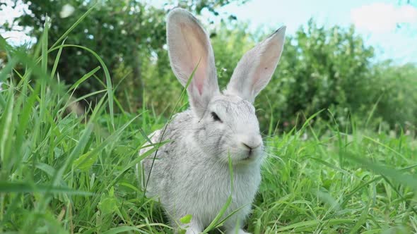 Cute Fluffy Light Gray Easter Bunny Sits on a Green Meadow in Sunny Weather Closeup