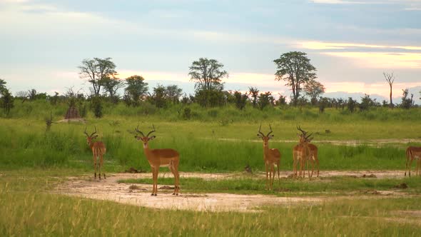 Herd of Antelopes and Wildebeest looking at the camera.African savanna. Botswana. Safari. Static sh