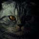 Serious Cat - VideoHive Item for Sale