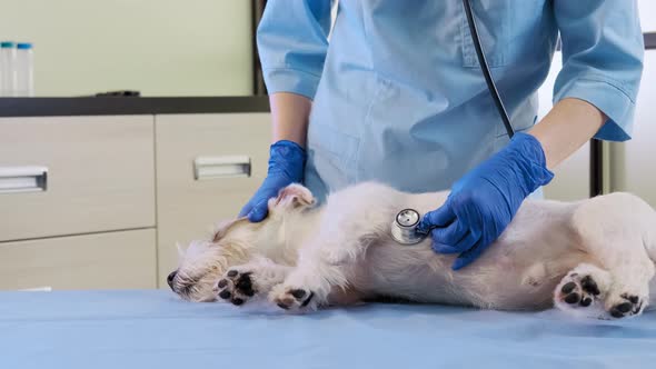 Female Veterinarian with the Help of a Stethoscope Examines the Jack Russell Dog in Clinic Health