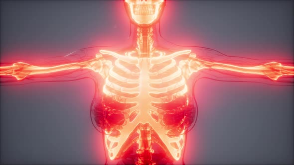 Transparent Human Body with Visible Bones alt