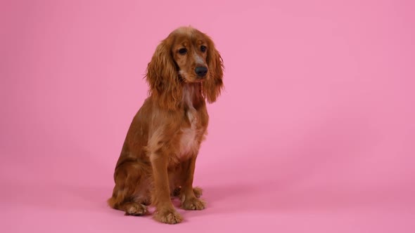 English Cocker Spaniel Posing in Studio on a Pink Background