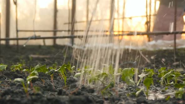 Hothouse Watering Seedlings in the Greenhouse