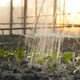 Hothouse Watering Seedlings in the Greenhouse - VideoHive Item for Sale