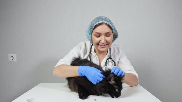 Woman Veterinarian Examines the Fur of a Black Cat Distracting Him with Dry Food