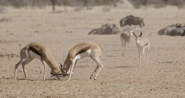 Serious Fight Between Springboks