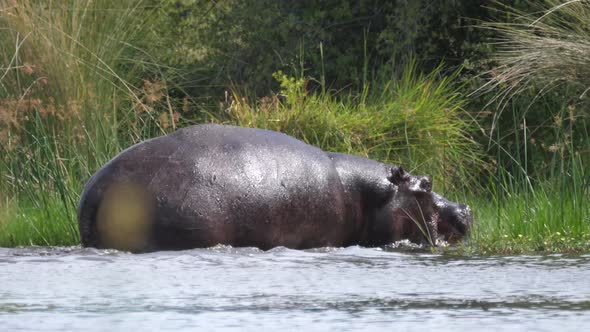 Yawning hippo running out of a lake 