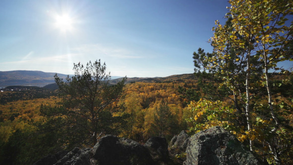 Sun Rays Through The Autumn Forest