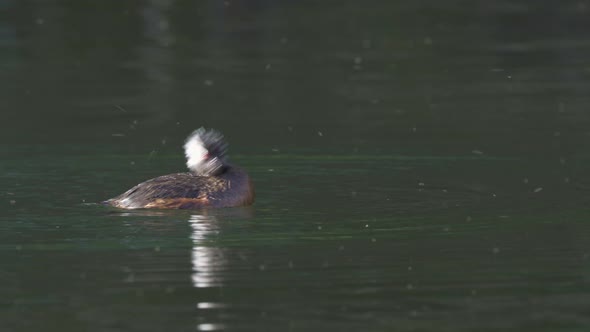 Close view of white-tufted grebe swimming with tiny bugs swarming over