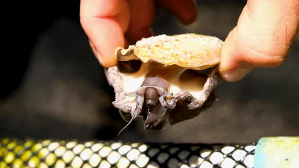 Inspecting a juvenile South African abalone on commercial aquaculture farm