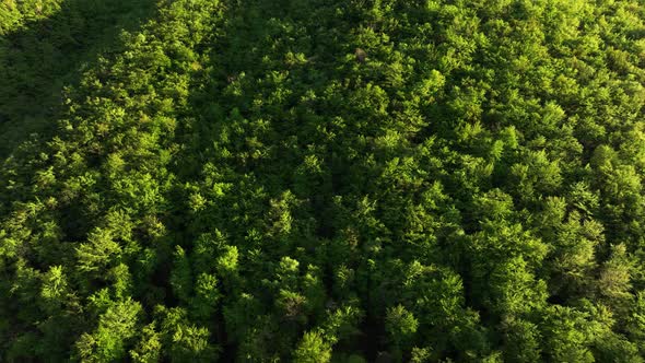 Scenic lush Italian alp forest glowing in warm sunset sunlight - drone