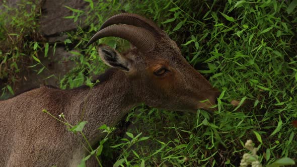 A brown ibex eating green grass and then looking at something interesting while chewing.