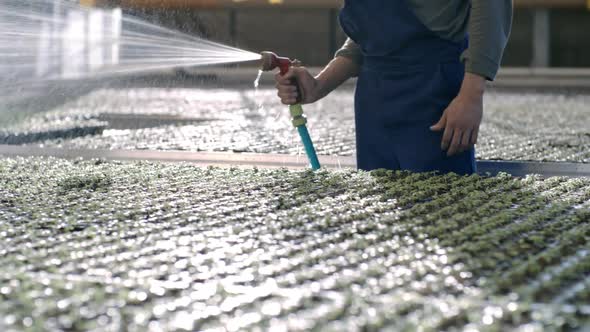 Worker Sprinkling Water on Plants in Greenhouse