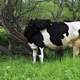 cow stands and licks its back - VideoHive Item for Sale