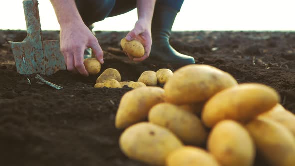 Farmer Collects and Sorts Fresh Potatoes