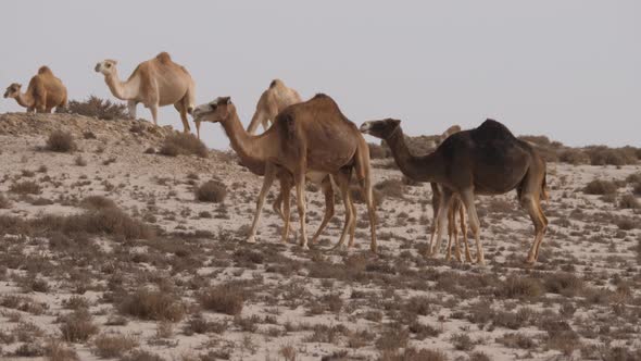 Herd of dromedary camels in the Western Sahara