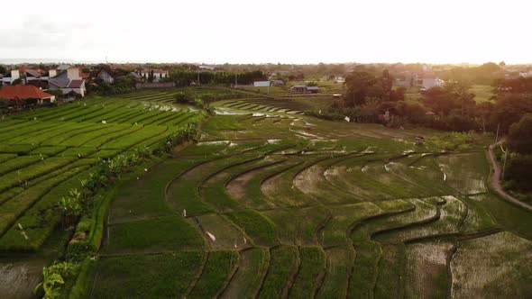 Rice Fields and Villas in Kerobokan, Bali