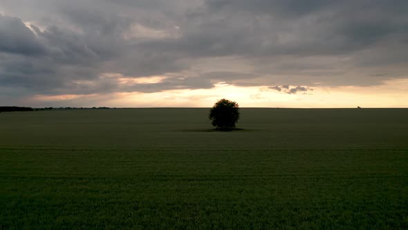 Drone flight above green field at sunset	