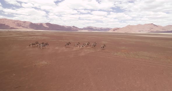 Zebra running in Namibia. Kalahari Desert