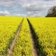 Aerial  - Rapeseed Fly Over - VideoHive Item for Sale