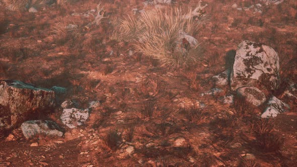 Dry Grass and Rocks Landscape