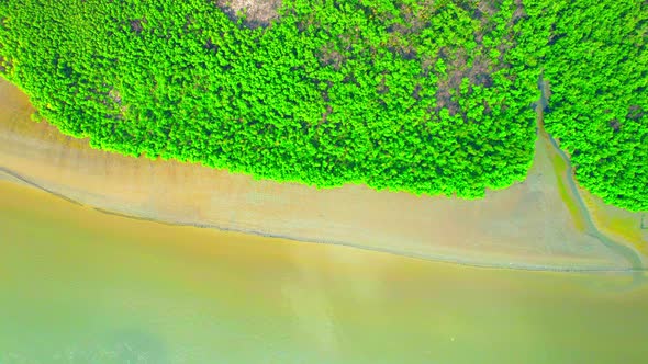 Aerial view from a drone over a green forest in a mangrove forest