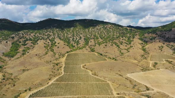Aerial View of Mountain Vineyard in Crimea