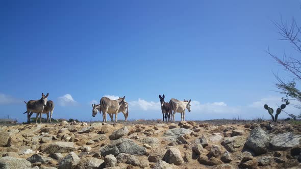 Group of donkeys 