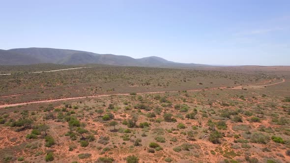Aerial travel drone view of Giraffes in Swartberg, South Africa.