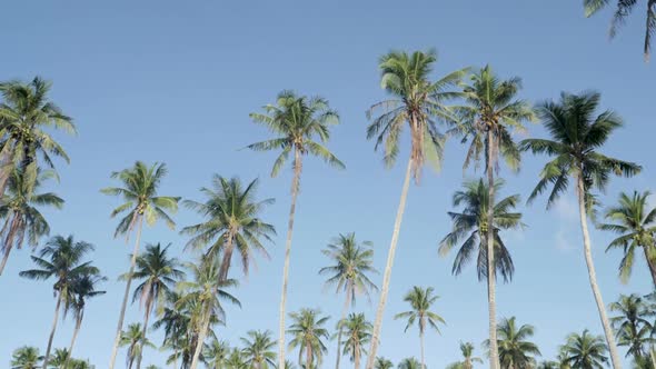 Ultra slow motion shot of tall palm trees in front of clear blue sky camera tilting down