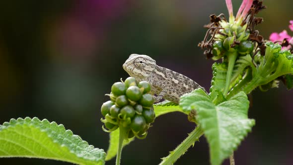 Baby Chameleon in a Branch Looking Around