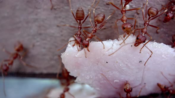 Closeup Shot of the Natural Life of Insects Ants Work As a Team Carry a Piece of Ham Up the Fence